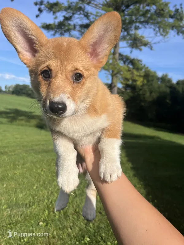 Mocha – Pembroke Welsh Corgi puppy for sale in Cassopolis, MI