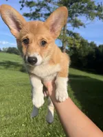 Mocha, a female Pembroke Welsh Corgi for sale in Cassopolis, MI – 1 of 10