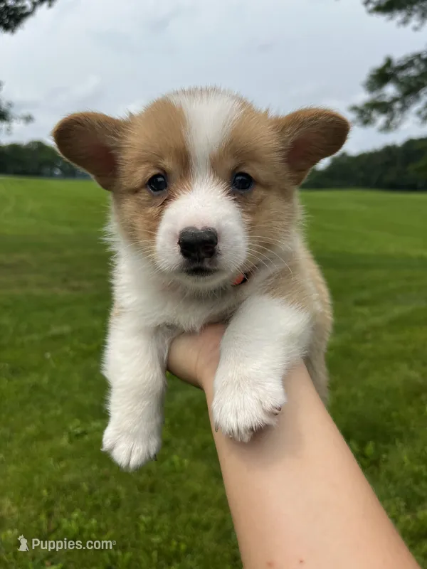 Cricket – Pembroke Welsh Corgi puppy for sale in Cassopolis, MI
