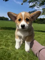 Clancy, a male Pembroke Welsh Corgi for sale in Cassopolis, MI – 6 of 10