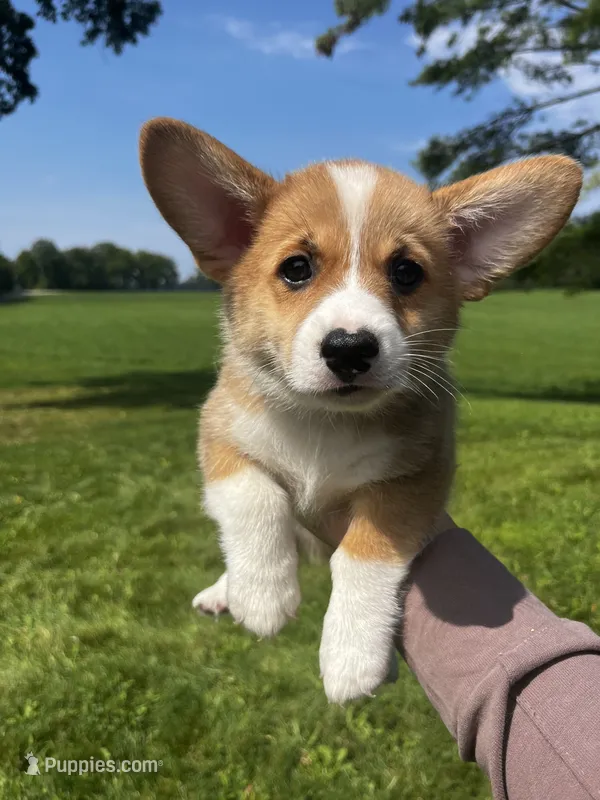 Clancy – Pembroke Welsh Corgi puppy for sale in Cassopolis, MI