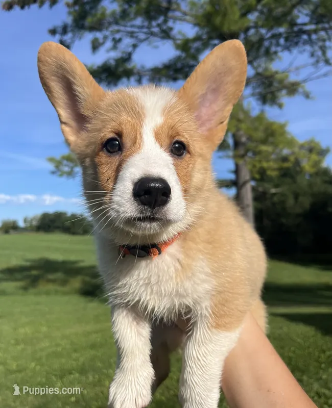 Cricket – Pembroke Welsh Corgi puppy for sale in Cassopolis, MI