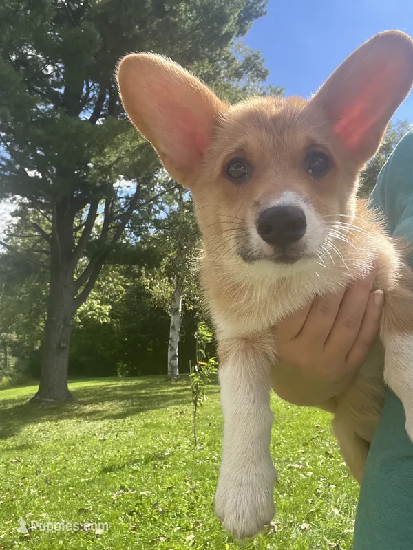 Mocha – Pembroke Welsh Corgi puppy for sale in Cassopolis, MI