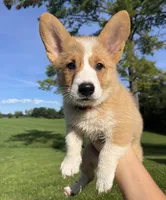 Cricket, a male Pembroke Welsh Corgi for sale in Cassopolis, MI – 2 of 10
