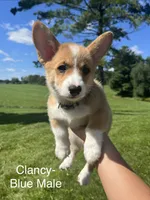Clancy, a male Pembroke Welsh Corgi for sale in Cassopolis, MI – 3 of 10