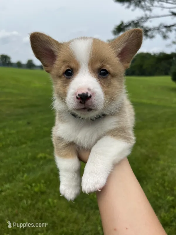 Copper – Pembroke Welsh Corgi puppy for sale in Cassopolis, MI