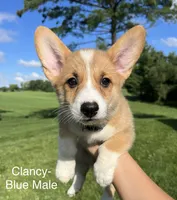Clancy, a male Pembroke Welsh Corgi for sale in Cassopolis, MI – 4 of 10