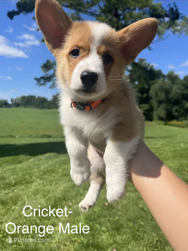 Cricket – Pembroke Welsh Corgi puppy for sale in Cassopolis, MI