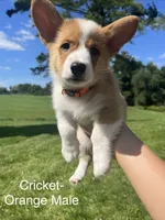Cricket, a male Pembroke Welsh Corgi for sale in Cassopolis, MI – 3 of 10