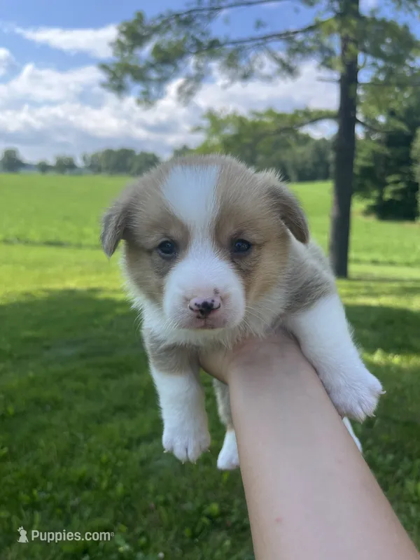 Copper – Pembroke Welsh Corgi puppy for sale in Cassopolis, MI