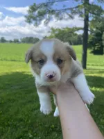 Copper, a male Pembroke Welsh Corgi for sale in Cassopolis, MI – 1 of 1