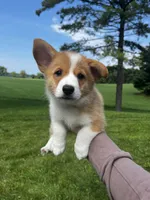 Cricket, a male Pembroke Welsh Corgi for sale in Cassopolis, MI – 6 of 10