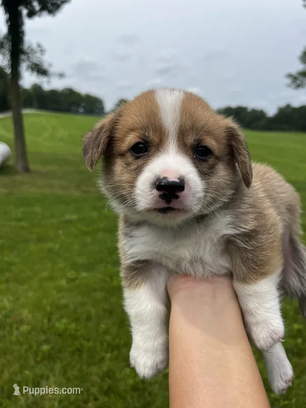 Clancy – Pembroke Welsh Corgi puppy for sale in Cassopolis, MI