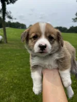 Clancy, a male Pembroke Welsh Corgi for sale in Cassopolis, MI – 9 of 10