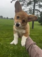 Mocha, a female Pembroke Welsh Corgi for sale in Cassopolis, MI – 6 of 10