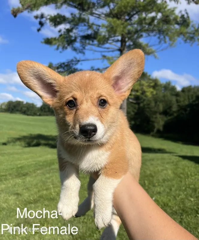 Mocha – Pembroke Welsh Corgi puppy for sale in Cassopolis, MI