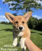 Mocha, a female Pembroke Welsh Corgi for sale in Cassopolis, MI – 4 of 10