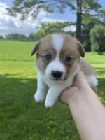 Chester, a male Pembroke Welsh Corgi for sale in Cassopolis, MI – 1 of 1