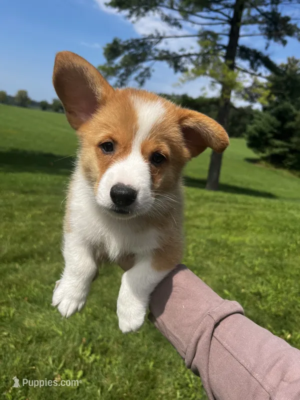 Cricket – Pembroke Welsh Corgi puppy for sale in Cassopolis, MI