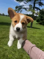 Cricket, a male Pembroke Welsh Corgi for sale in Cassopolis, MI – 5 of 10