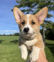 Clancy, a male Pembroke Welsh Corgi for sale in Cassopolis, MI – 2 of 10