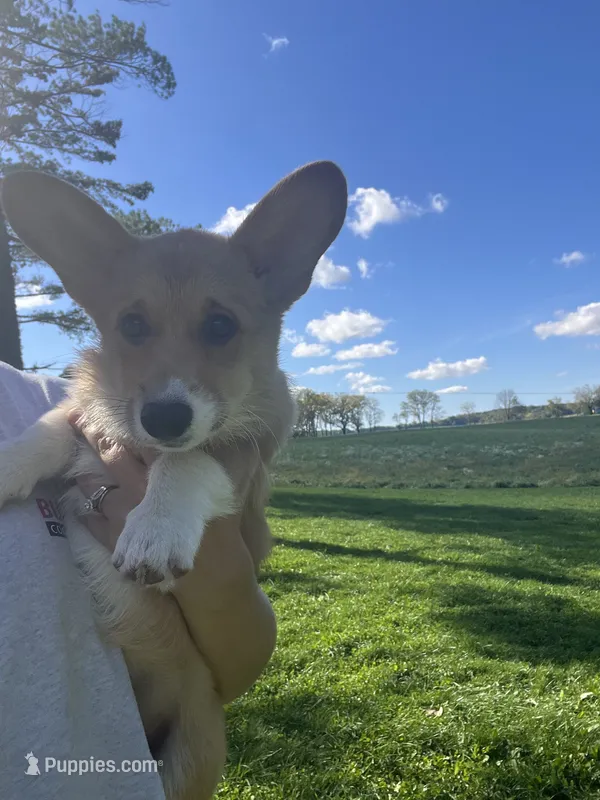 Mocha – Pembroke Welsh Corgi puppy for sale in Cassopolis, MI