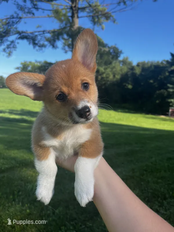 Mocha – Pembroke Welsh Corgi puppy for sale in Cassopolis, MI