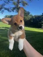 Mocha, a female Pembroke Welsh Corgi for sale in Cassopolis, MI – 7 of 10