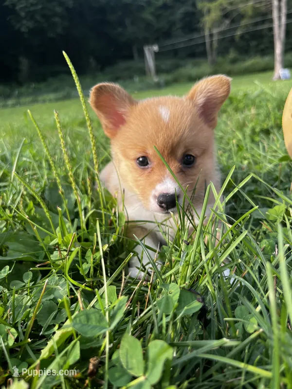 Maple – Pembroke Welsh Corgi puppy for sale in Cassopolis, MI