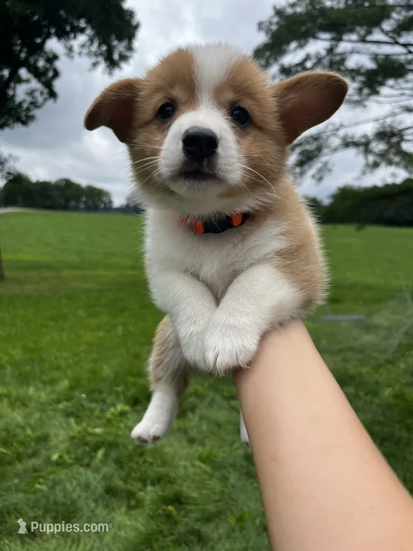 Cricket – Pembroke Welsh Corgi puppy for sale in Cassopolis, MI