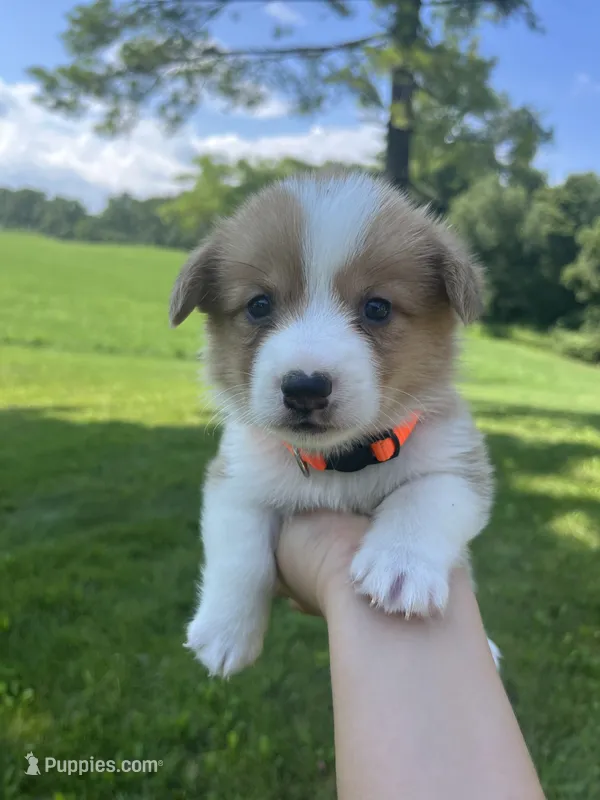 Cricket – Pembroke Welsh Corgi puppy for sale in Cassopolis, MI