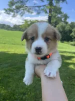 Cricket, a male Pembroke Welsh Corgi for sale in Cassopolis, MI – 1 of 1