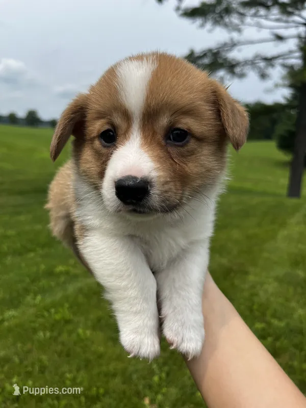 Chester – Pembroke Welsh Corgi puppy for sale in Cassopolis, MI