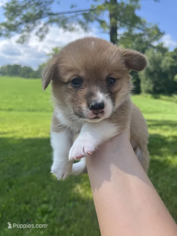 Mocha – Pembroke Welsh Corgi puppy for sale in Cassopolis, MI