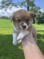 Mocha, a female Pembroke Welsh Corgi for sale in Cassopolis, MI – 1 of 1