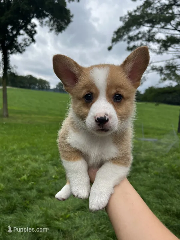 Copper – Pembroke Welsh Corgi puppy for sale in Cassopolis, MI