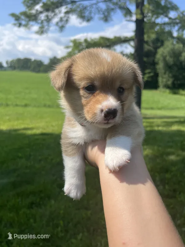 Maple – Pembroke Welsh Corgi puppy for sale in Cassopolis, MI