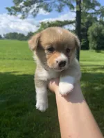 Maple, a female Pembroke Welsh Corgi for sale in Cassopolis, MI – 1 of 1