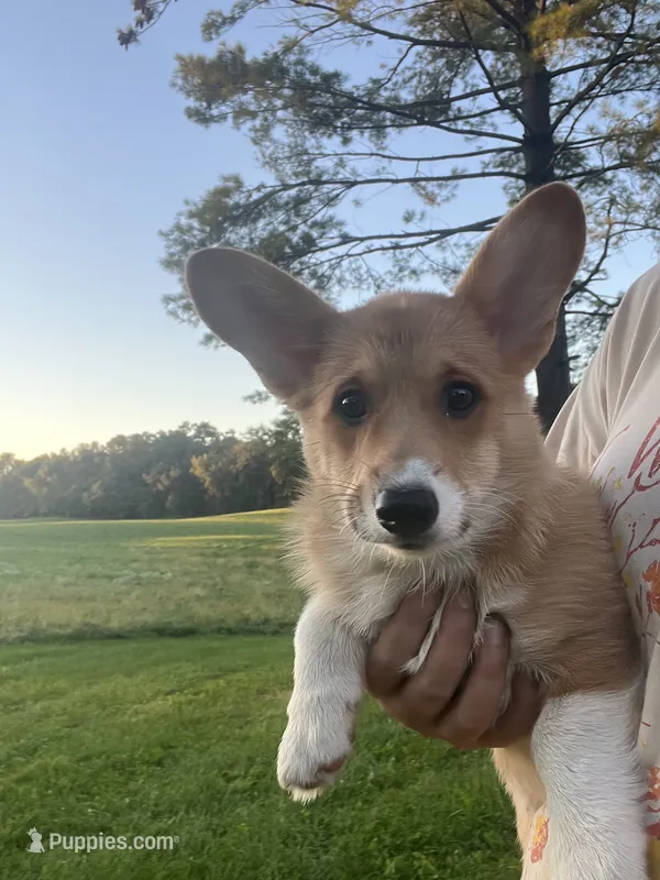 Mocha – Pembroke Welsh Corgi puppy for sale in Cassopolis, MI