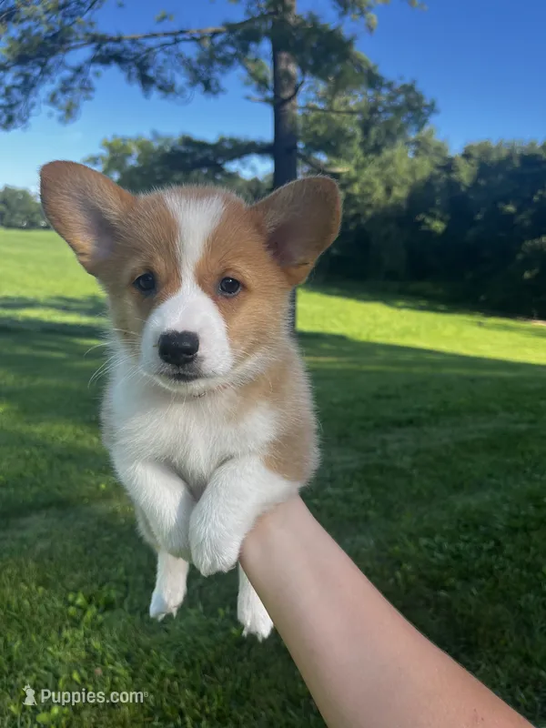 Cricket – Pembroke Welsh Corgi puppy for sale in Cassopolis, MI