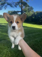 Cricket, a male Pembroke Welsh Corgi for sale in Cassopolis, MI – 8 of 10