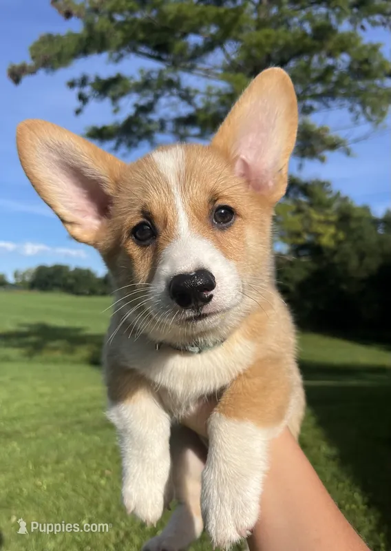 Clancy – Pembroke Welsh Corgi puppy for sale in Cassopolis, MI