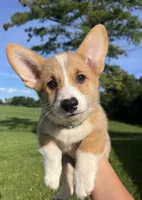 Clancy, a male Pembroke Welsh Corgi for sale in Cassopolis, MI – 1 of 10