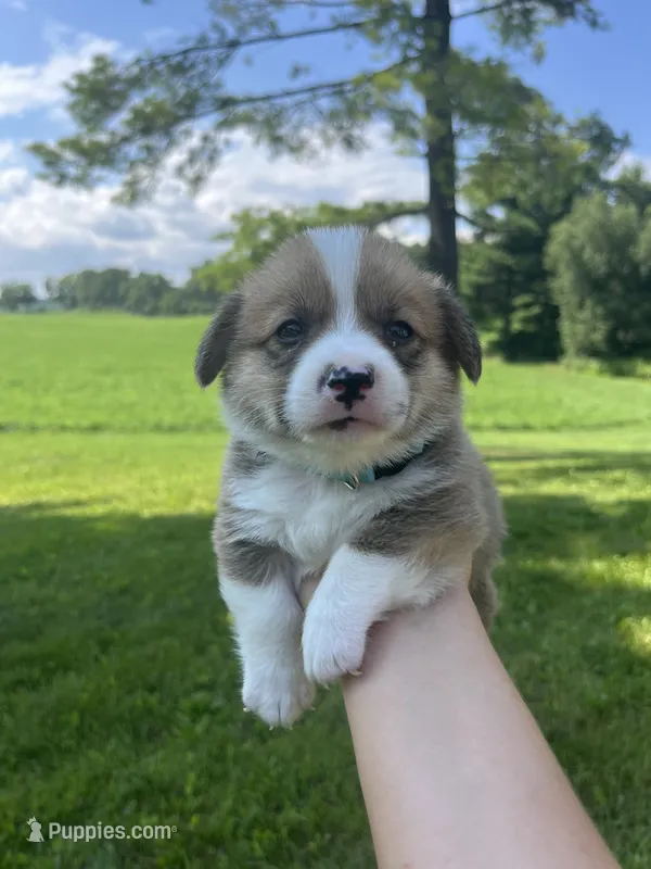 Clancy – Pembroke Welsh Corgi puppy for sale in Cassopolis, MI