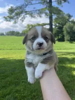 Clancy, a male Pembroke Welsh Corgi for sale in Cassopolis, MI – 1 of 1
