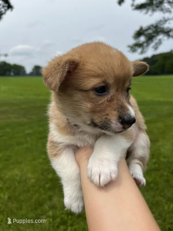 Mocha – Pembroke Welsh Corgi puppy for sale in Cassopolis, MI