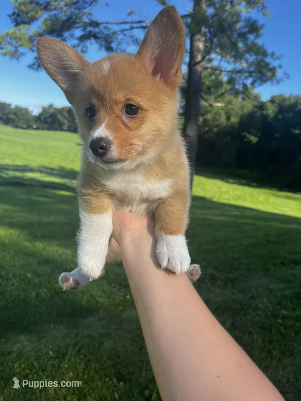 Maple – Pembroke Welsh Corgi puppy for sale in Cassopolis, MI