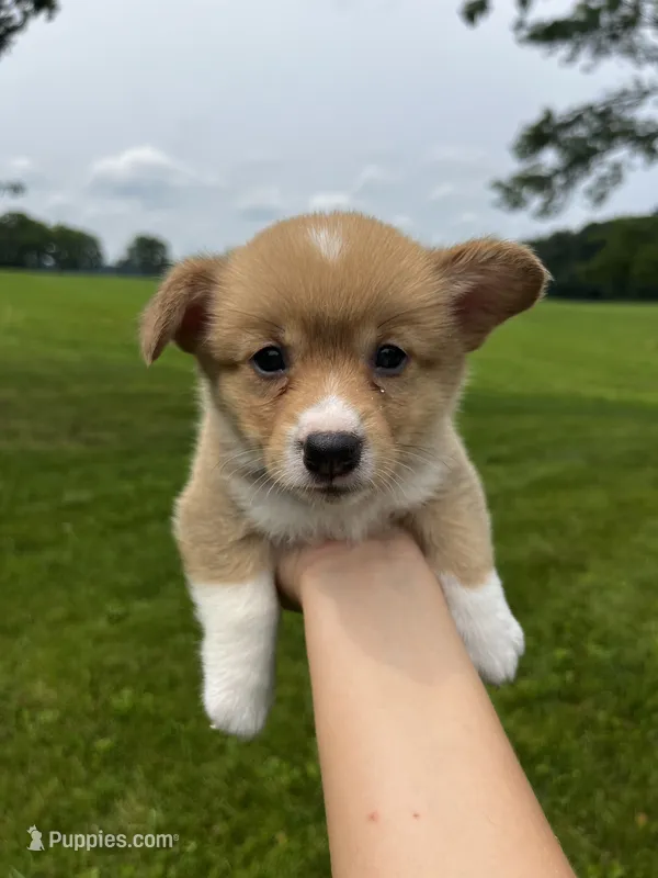 Maple – Pembroke Welsh Corgi puppy for sale in Cassopolis, MI