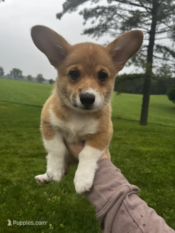 Mocha – Pembroke Welsh Corgi puppy for sale in Cassopolis, MI