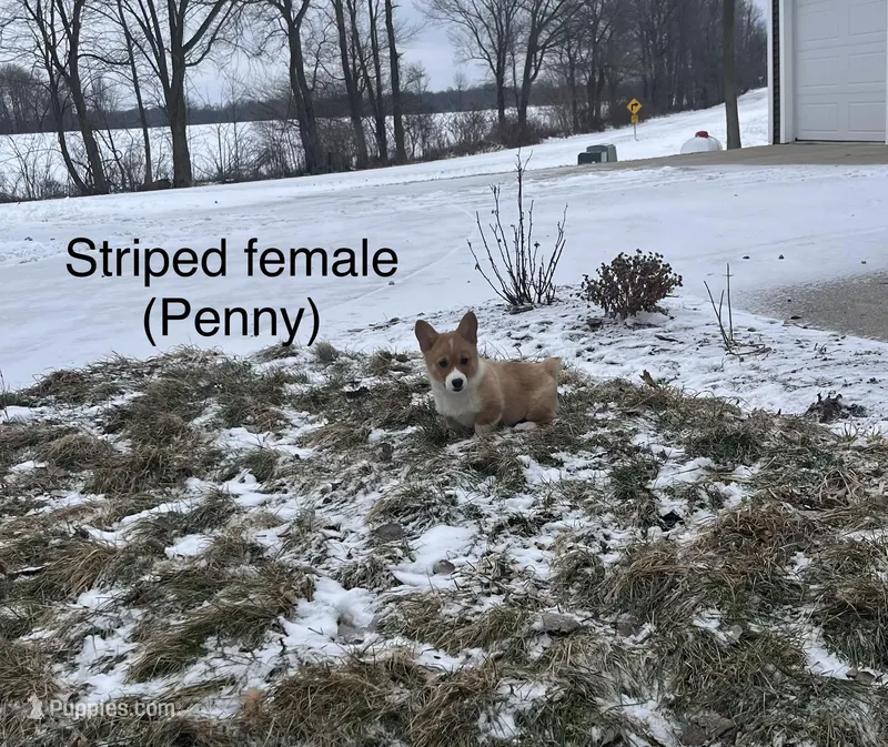 Penny